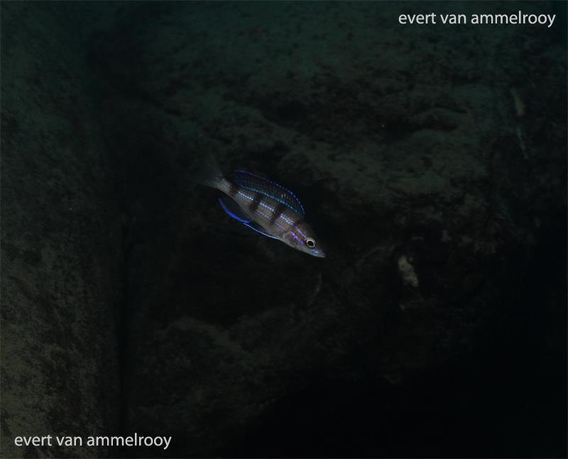 Paracyprichromis sp. 'ammelrooyi' Mahale Mountains NP